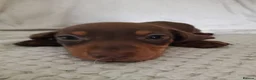 Dachshund dogs for sale: Puppies chocolate and black and tan dashounds  - Advert 6