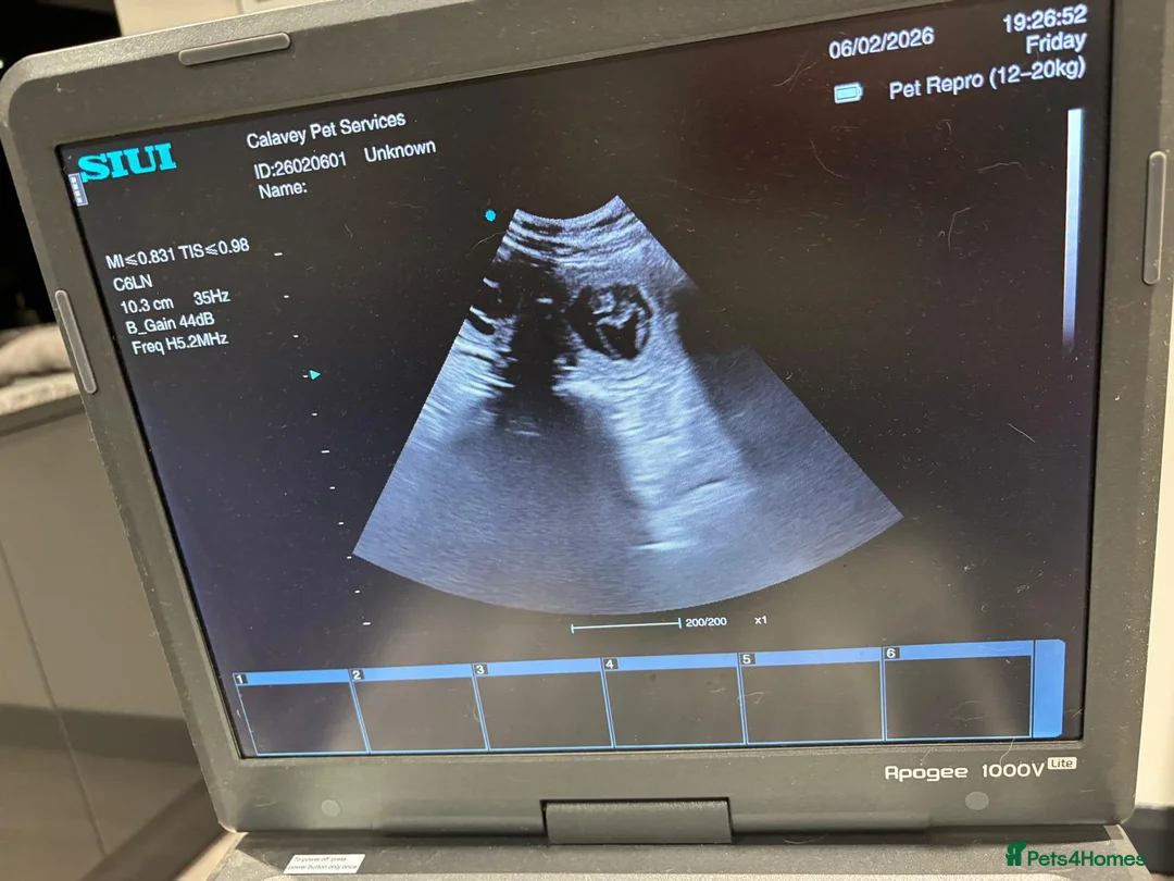 Cockerdor dogs for sale: Pregnancy confirmed Cocker x labrador  - Advert 2