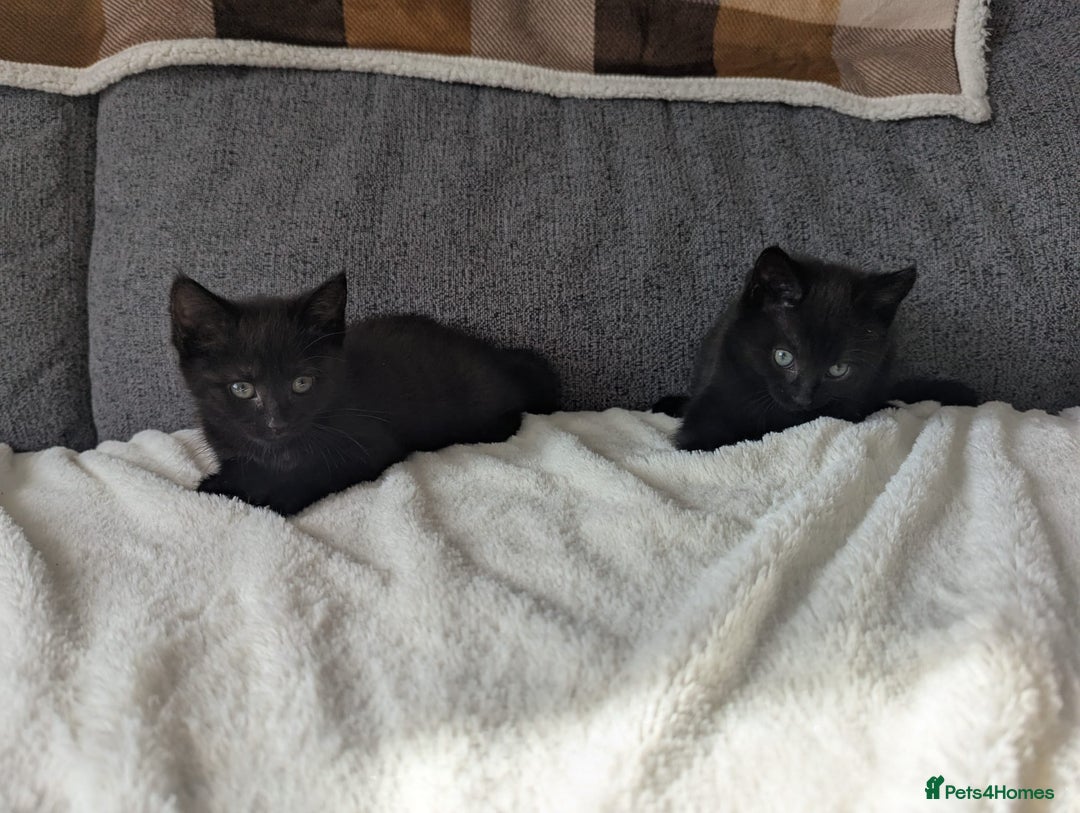 Mixed Breed cats for sale: 2 kittens 9 weeks old....Pumpkin and Boo - Image 12