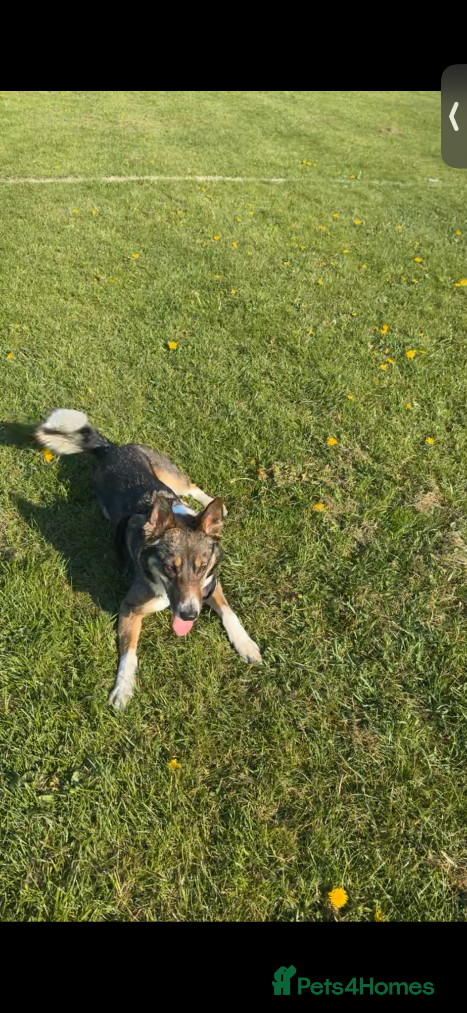 Mixed Breed dogs for sale: German shepherd Border collie cross - Advert 14