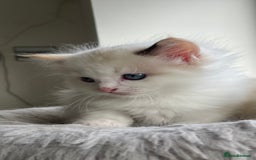 Ragdoll cats for sale: 💞 Beautiful Pure Ragdolls 💞 - Image 4