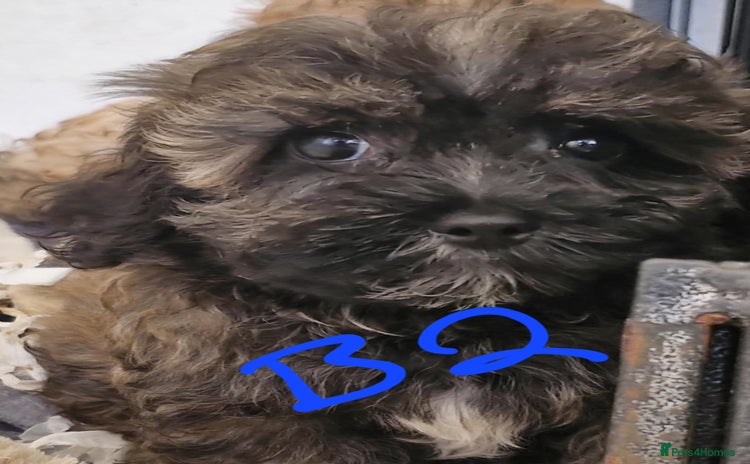 Maltipoo dogs - Advert 16