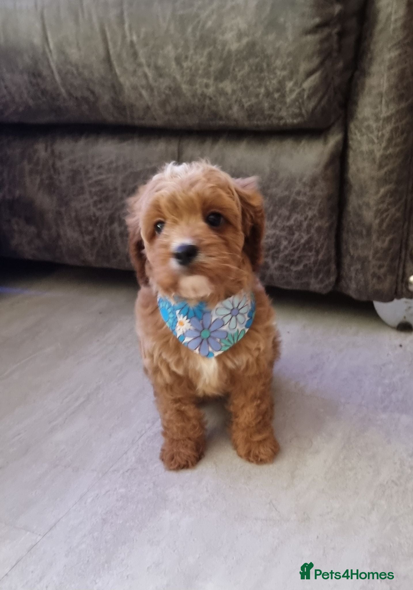 Cavapoo dogs (READY NOW) reduced Tiny F1 toy cavapoos  - Advert 6