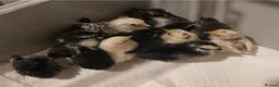 Chickens poultry for sale: Serama chicks - Advert 4