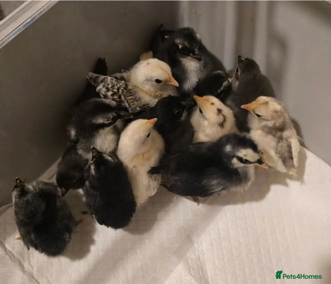 Chickens poultry for sale: Serama chicks - Advert 4