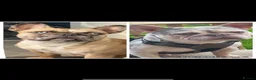 French Bulldog dogs for sale: Female French bull dog puppy  - Advert 6