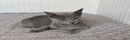 Russian Blue cats for sale: Russian Blue Boy - Advert 7