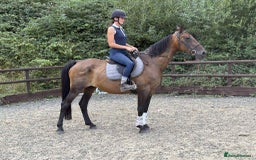 Belgian Warmblood horses for sale: Clarissa the super safe and sane  - Image 6