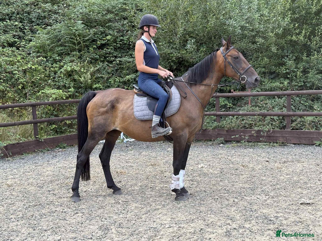 Belgian Warmblood horses for sale: Clarissa the super safe and sane  - Image 6
