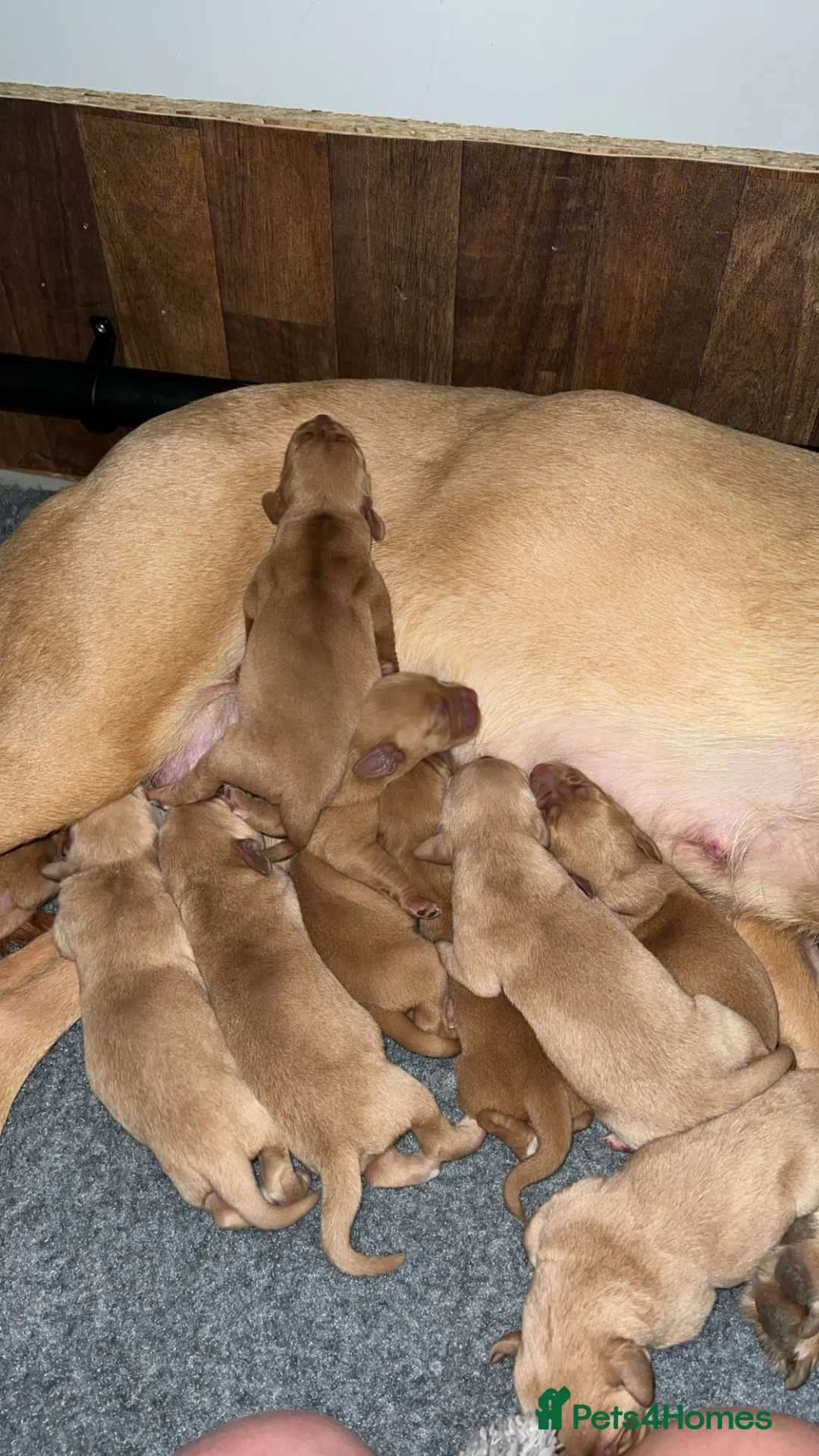 Labrador Retriever dogs for sale: **Upcoming Litter of Labrador Puppies** - Advert 2