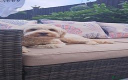 Cavapoo dogs for sale: Gorgeous Cavapoo Puppies *Due 15th October* - Image 5