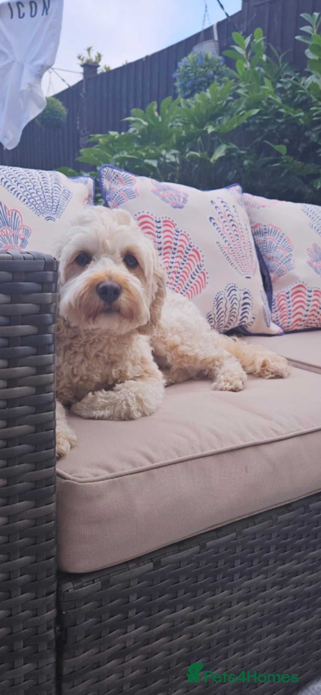 Cavapoo dogs for sale: Gorgeous Cavapoo Puppies *Due 15th October* - Image 5