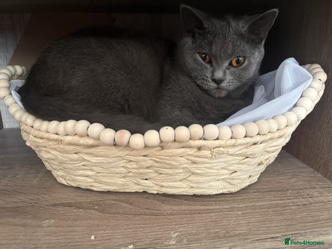 British Shorthair cats for sale: British shorthair kittens  in Pontypridd - Advert 2