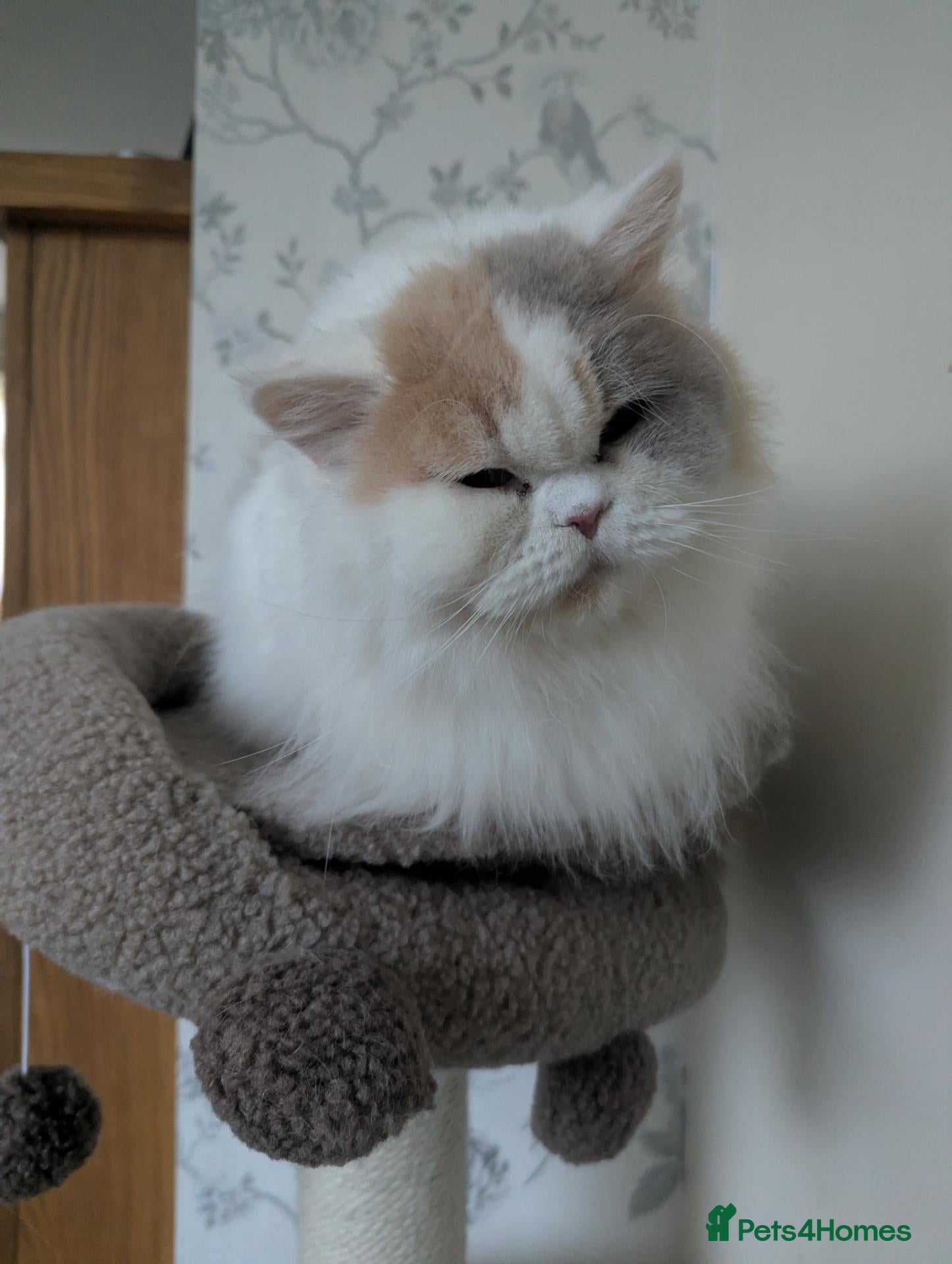 British Longhair cats Lola is looking for a new home  - Advert 1