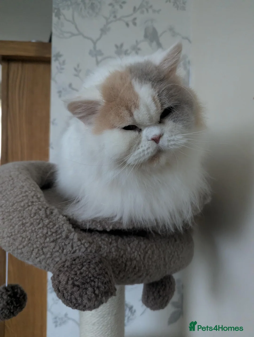 British Longhair cats for sale: Lola is looking for a new home  - Advert 1