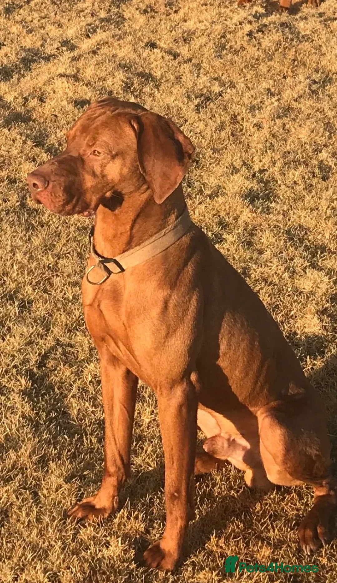 Hungarian Vizsla dogs for sale: Stunning litter of KC Hungarian Vizslas  - Advert 10