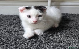 Mixed Breed cats for sale: 3 kittens looking for new families  - Image 3