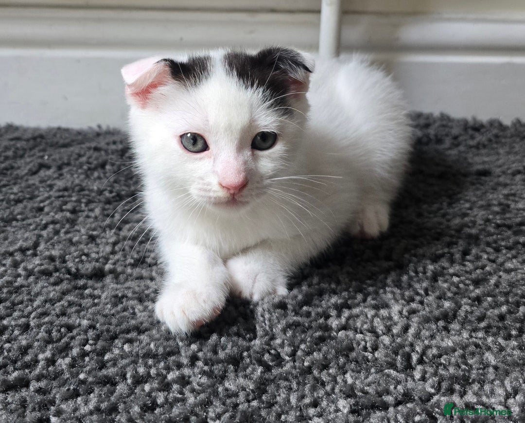 Mixed Breed cats for sale: 3 kittens looking for new families  - Image 3