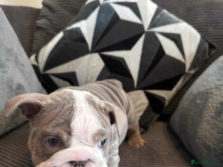 English Bulldog dogs English Bulldog puppies - Advert 11