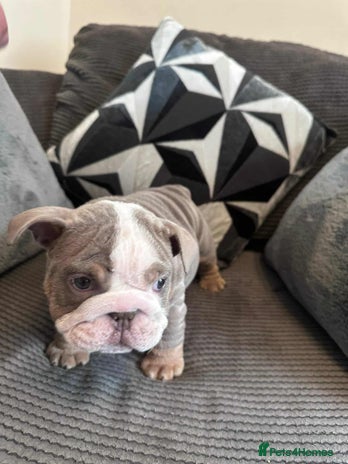 English Bulldog dogs English Bulldog puppies - Advert 1