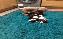 Shih Tzu dogs for sale: 6 beautiful shih tzu puppies  - Advert 3