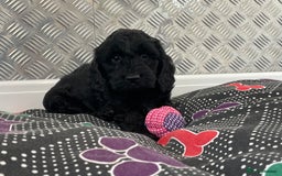 Cockapoo dogs for sale: F1 Cockapoo puppies for sale  - Image 10