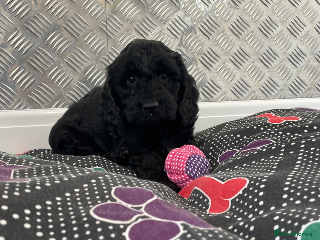 Cockapoo dogs for sale: F1 Cockapoo puppies for sale  - Image 10