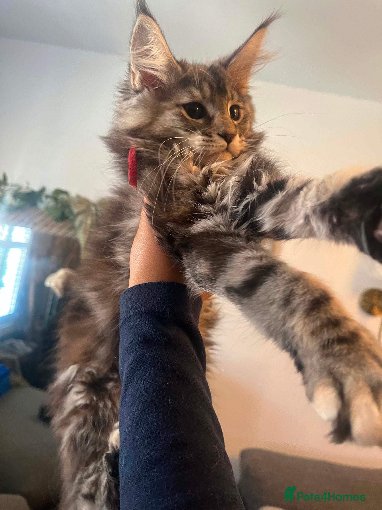 Maine Coon cats **PURE XL Maine Coon Kittens** - Advert 2