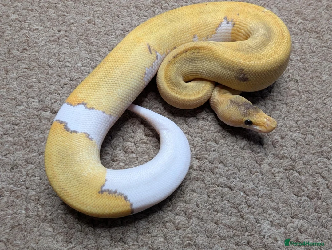Python Snake reptiles for sale: 2026 Royal Python Hatchlings - Advert 12