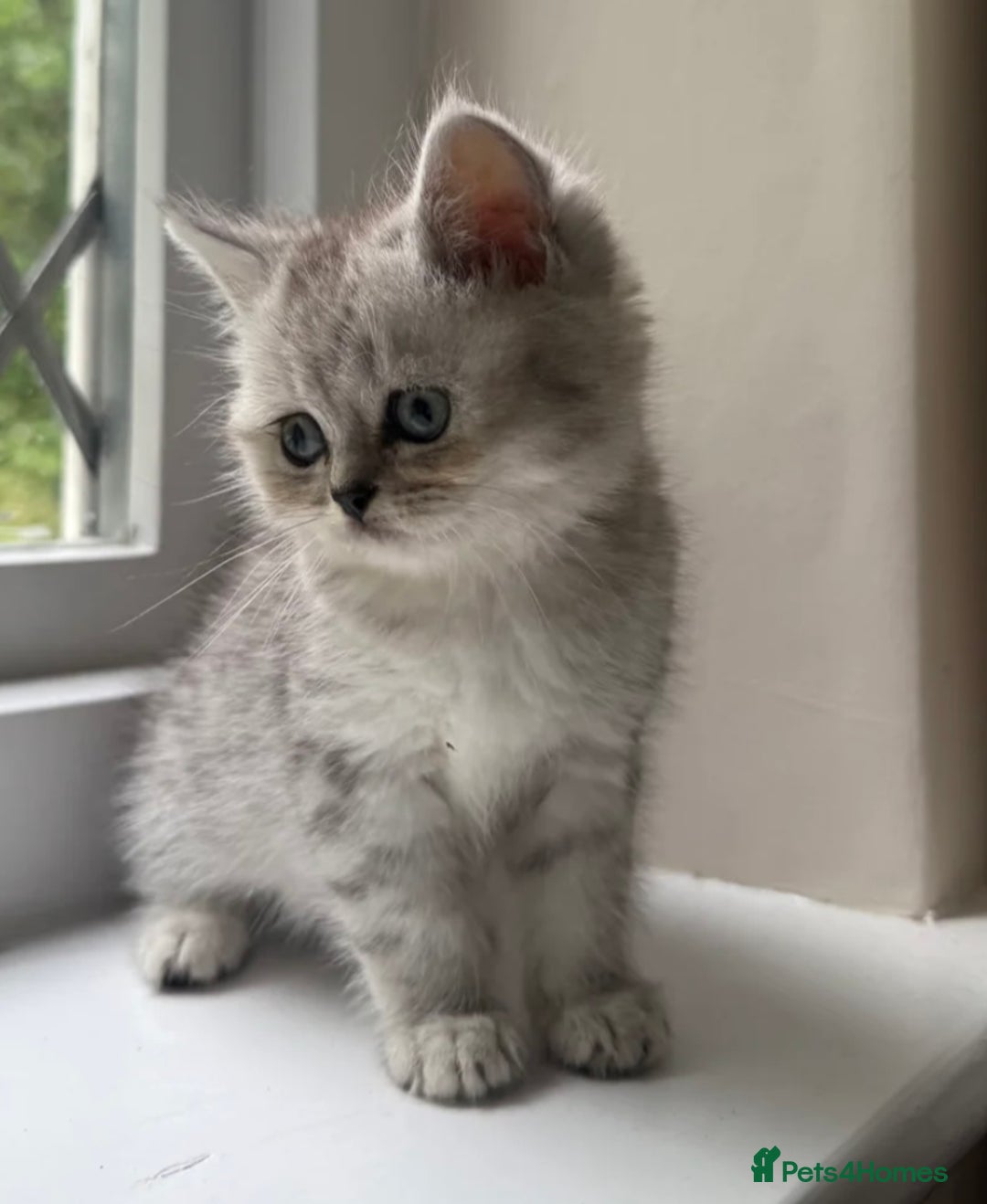 British Shorthair cats for sale: British Shorthair X Persian Kitten  - Image 4