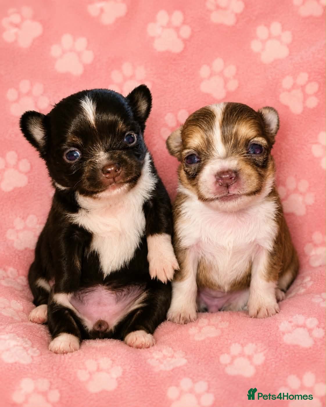Chihuahua dogs Long haired chihuahua puppies  - Advert 18