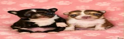 Chihuahua dogs for sale: Long haired chihuahua puppies  - Advert 1