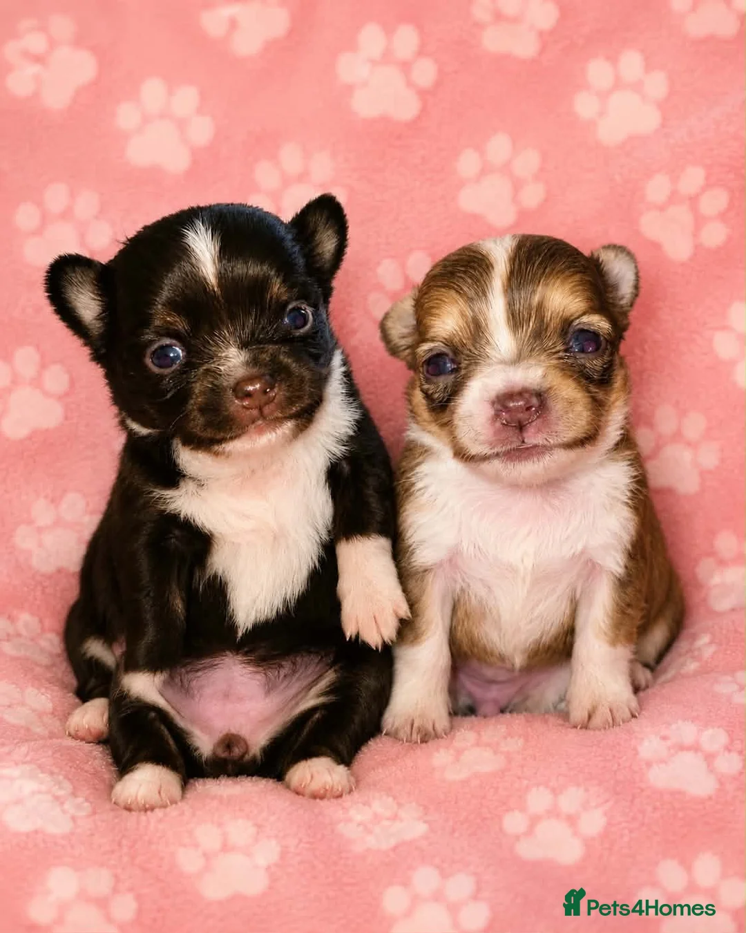 Chihuahua dogs for sale: Long haired chihuahua puppies  - Advert 1