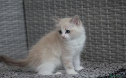 Ragdoll cats for sale: 🐈✨ Tica Registered Ragdoll Kittens in Tamworth - Image 21