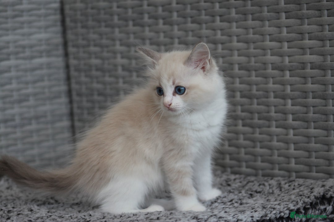 Ragdoll cats for sale: 🐈✨ Tica Registered Ragdoll Kittens in Tamworth - Image 21