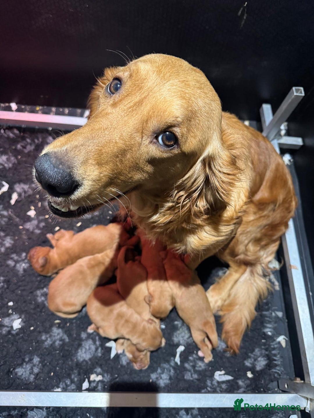 Golden Retriever dogs for sale: BEAUTIFUL GOLDEN RETRIEVERS-PARENTS HEALTH TESTED - Advert 1