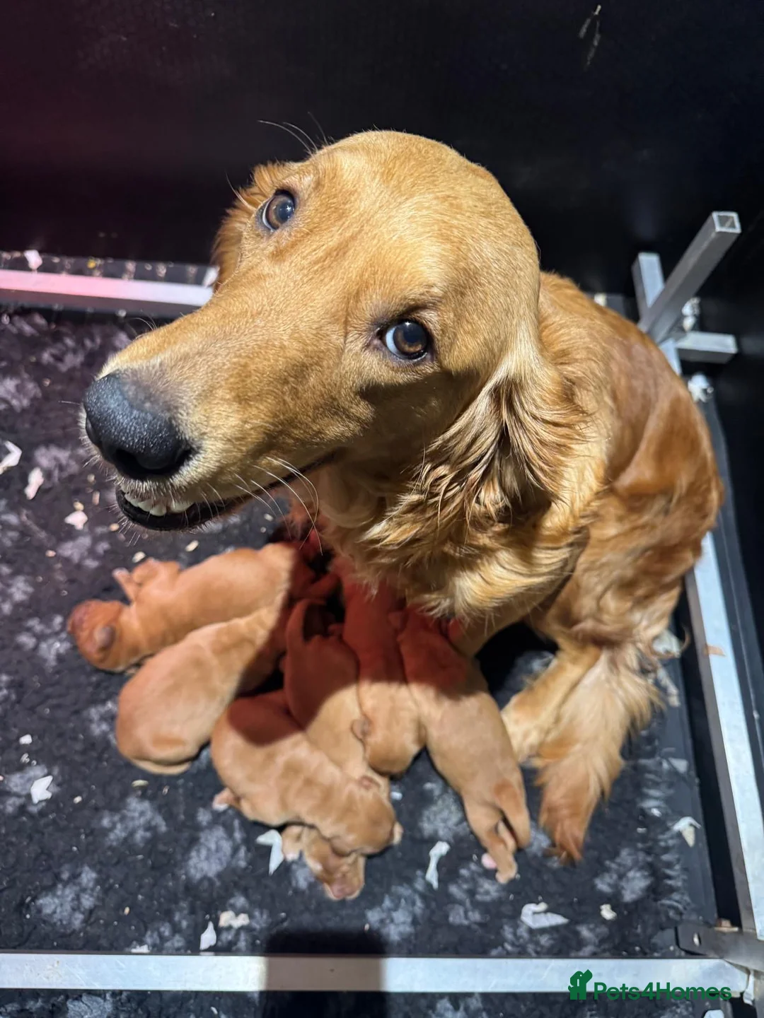 Golden Retriever dogs for sale: BEAUTIFUL GOLDEN RETRIEVERS-PARENTS HEALTH TESTED - Advert 2