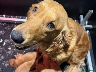 Golden Retriever dogs BEAUTIFUL GOLDEN RETRIEVERS-PARENTS HEALTH TESTED - Advert 5