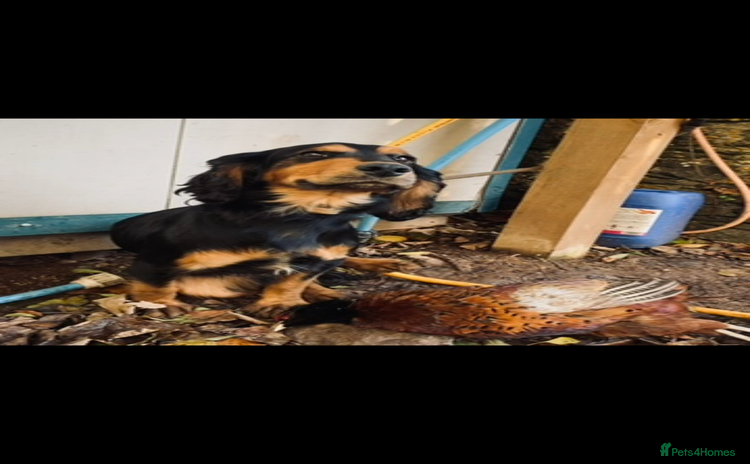 Cocker Spaniel dogs - Advert 1