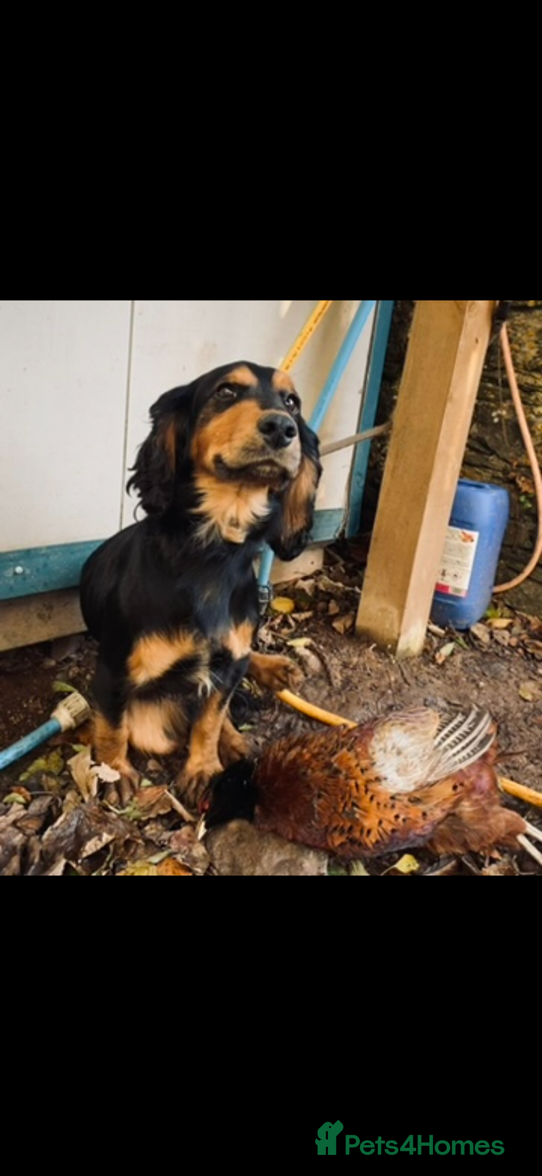 Cocker Spaniel dogs for stud: Full health tested , gamekeeper owned , WCS - Image 1