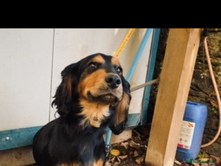 Cocker Spaniel dogs - Advert 1