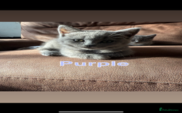 Mixed Breed cats for sale: 🐾 British Short Hair X Ragdoll Kittens 🐾 - Image 9