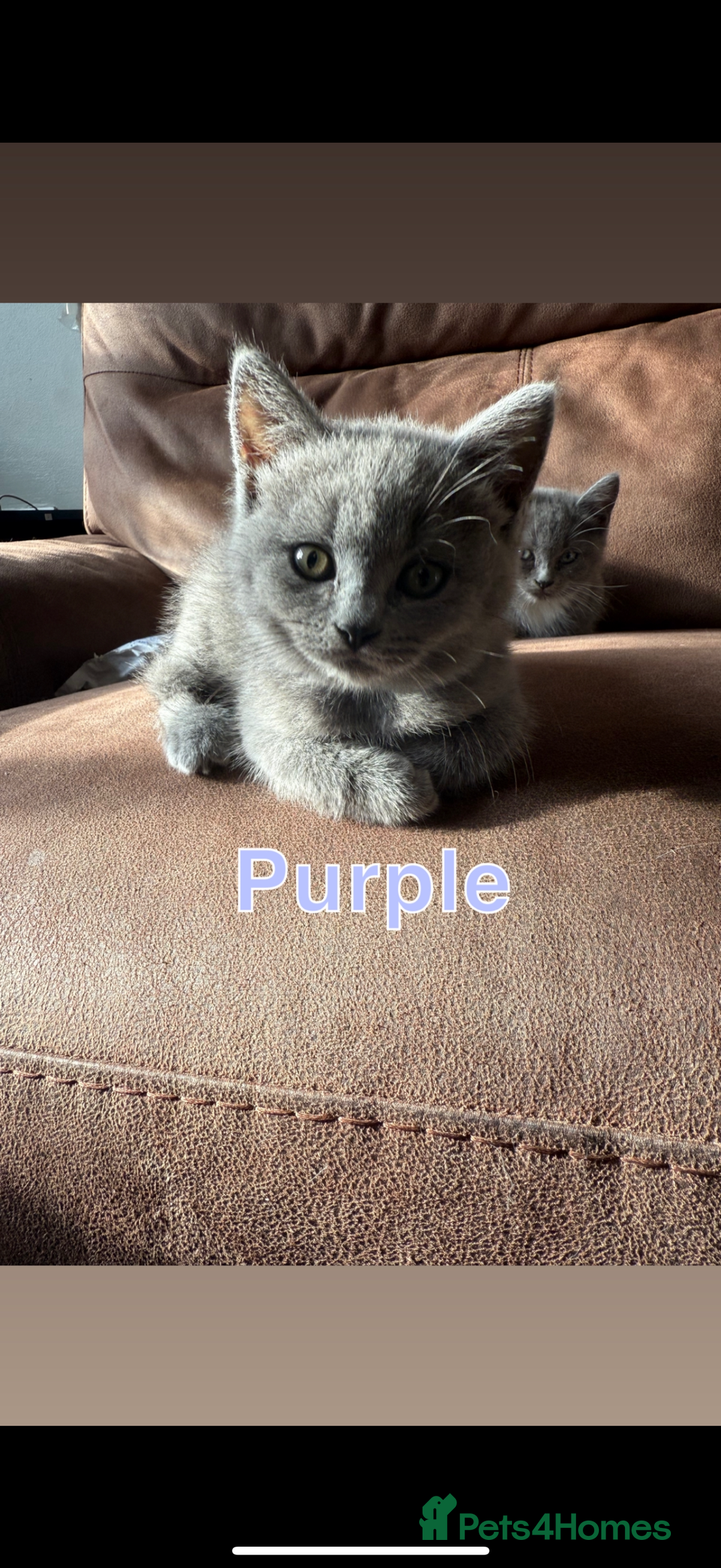 Mixed Breed cats for sale: 🐾 British Short Hair X Ragdoll Kittens 🐾 - Image 9