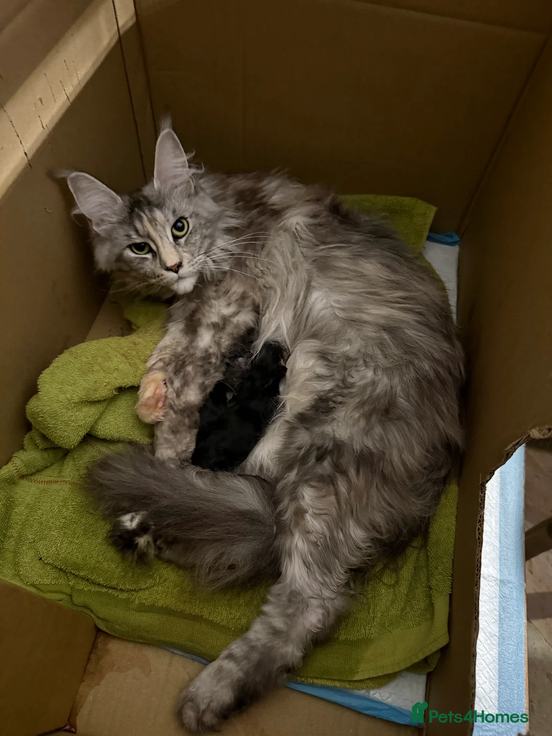 Maine Coon cats for sale: Beautiful Maine Coon Kittens in Eye - Advert 5