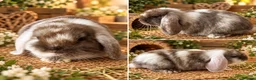 Mini Lop rabbits for sale: Baby female mini lop  - Advert 1