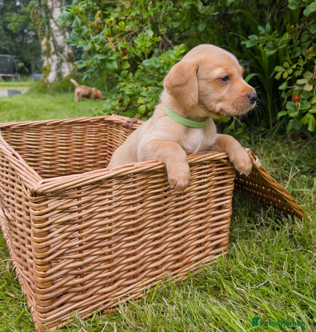 Labrador Retriever dogs for sale: Beautiful KC Registered Fox Red Labrador Puppies - Image 7