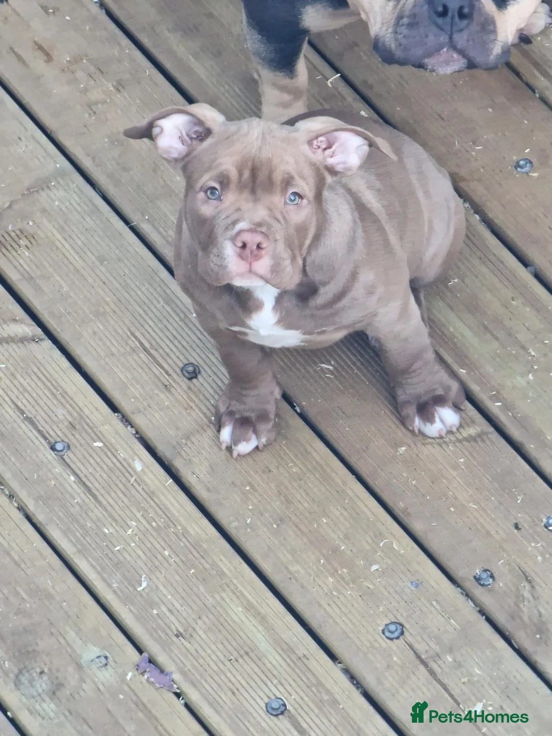 American Bully dogs for sale: Pocketbully last girl❤️only 900£ - Advert 1