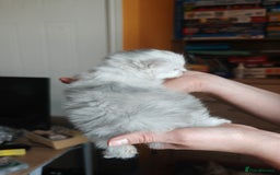 Maine Coon cats for sale: Shaded and Shell Maine Coon kittens - Image 14