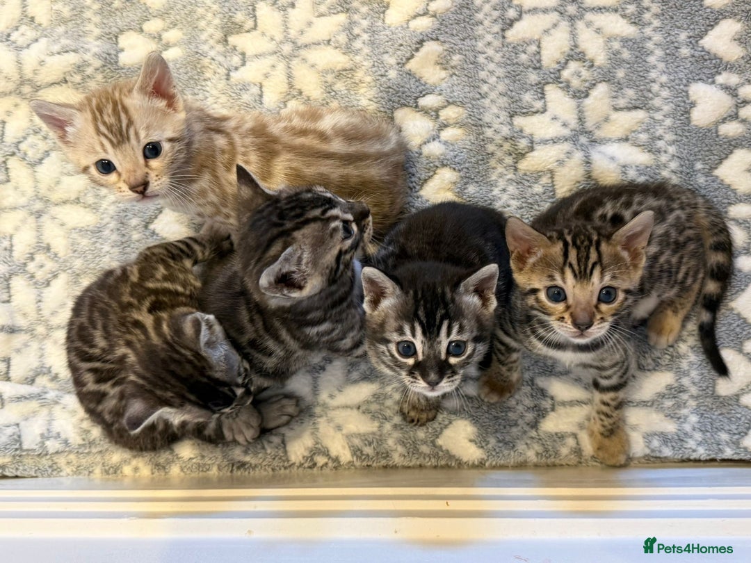 Bengal cats for sale: Bengal Kittens For Sale (4 Left) - Image 1