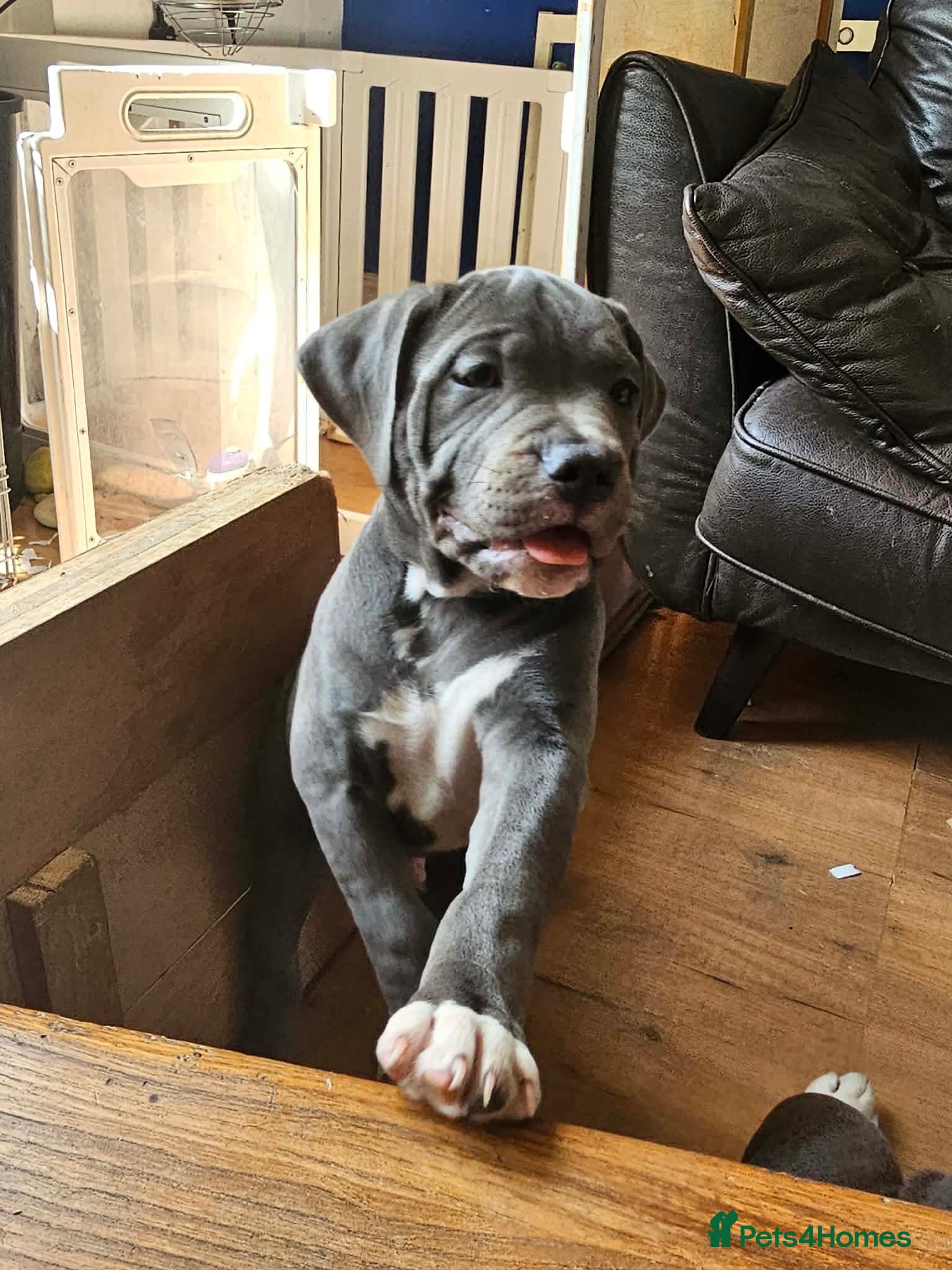 Mixed Breed dogs Puppies Victorian Bulldog × Staffy. 4 Loving Homes - Advert 12